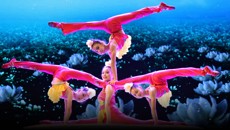 杂技节目《茉莉花开》